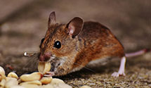 24 Hour & Emergency Exterminators in Quinhagak, AK